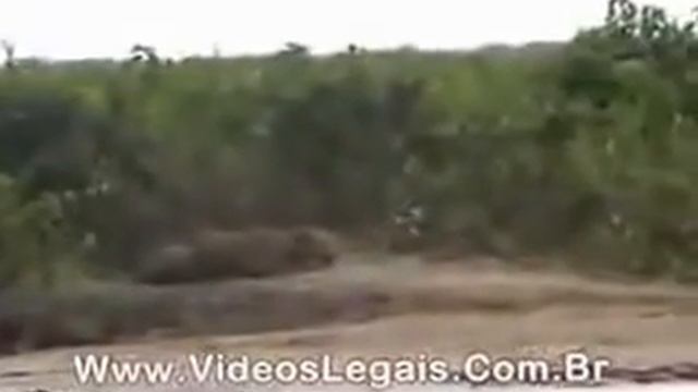 jaguar hunting capybara смотреть онлайн