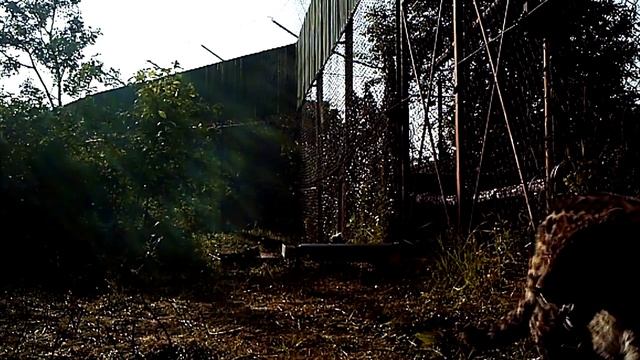 Пострадавший от браконьеров дальневосточный леопарда исследует вольер