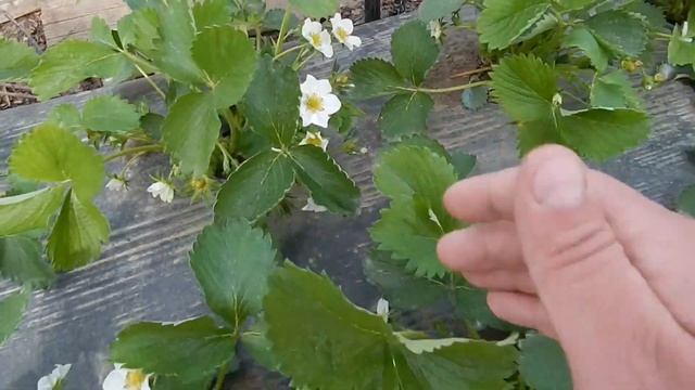 ОБЗОР КЛУБНИКИ КЛЕРИ 25 АПРЕЛЯ 2021 ГОДА!!! Много крупных цветов. Отличный коммерческий сорт. смотреть онлайн