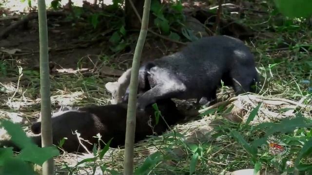 The Jaguarundi 2.0 смотреть онлайн