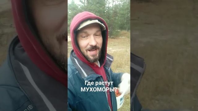 Где растут мухоморы ? смотреть онлайн