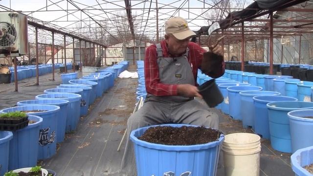 Growing Fruit Trees In Container Pots, Ep 151 смотреть онлайн