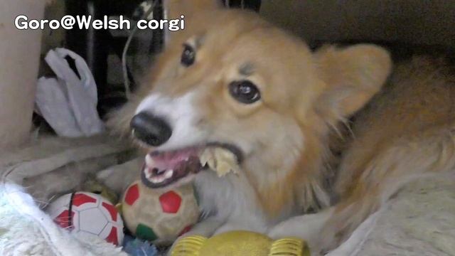 Goro & Roku eat rawhide gum / チューデントEXを食べるゴローさんとロクさん 20170807 dog cat コーギー 犬 猫 смотреть онлайн
