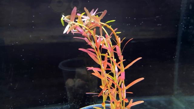 РОТАЛА КРУГЛОЛИСТНАЯ ОРАНЖ ДЖУС. Rotala rotundifolia 'Orange Juice'. СЕКРЕТЫ СОДЕРЖАНИЯ В АКВАРИУМЕ смотреть онлайн