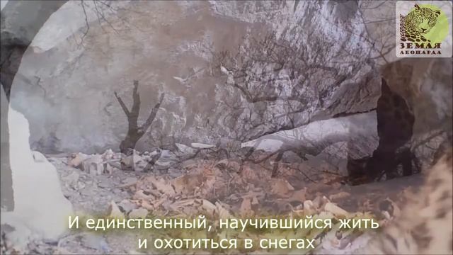 Земля леопарда в Приморском крае \\ Land of the Leopard смотреть онлайн