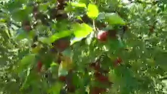 crab apple tree смотреть онлайн