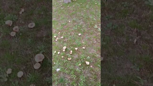 Грибы и электричество. Продажа мухоморов. смотреть онлайн