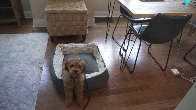 OUR FAVORITE PUPPY SNACKS | Cockapoo Puppy смотреть онлайн