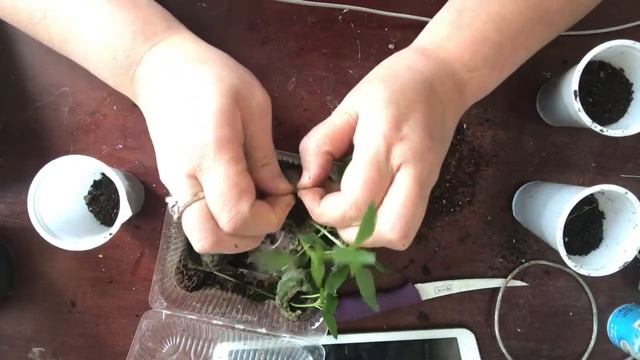 91. Пасынкую перец "светофор " смотреть онлайн