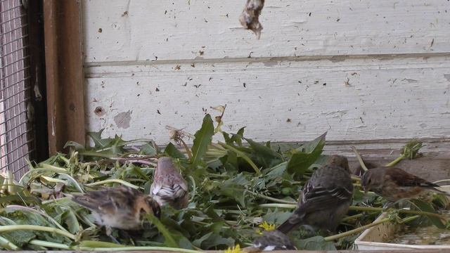 птицы на одуванчиках смотреть онлайн