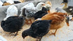 Cip Cip Cecelerim   Jip Jip Jujalarim   kids Chicken song