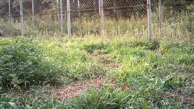 Будни дальневосточного леопарда Leo 80M/Weekday of amur leopard Leo 80M смотреть онлайн