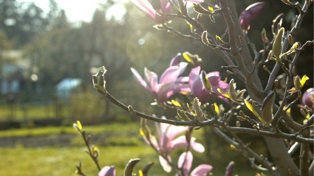 Spectacular Spring: Spring Blooming Trees and Shrubs That Will Make Your Garden Sparkle смотреть онлайн