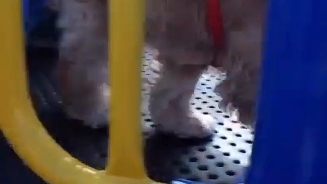 How to Teach Your Dog to Slide - Part 2 of 3 (Scary, But I Can Do It!) смотреть онлайн