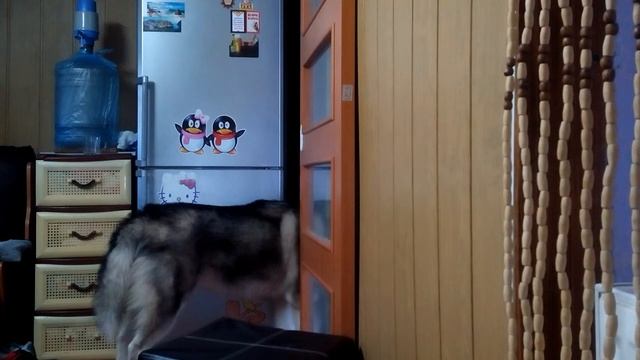 Маламут взламывает дверь на кухню смотреть онлайн