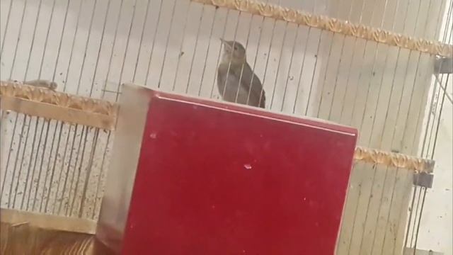 Видео друзей Соловьи Донецка смотреть онлайн