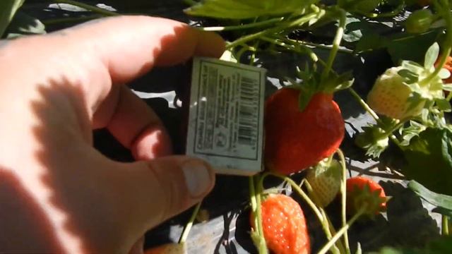 Обзор клубники Клери, Альба, Сирия и Альбион. Провели уже 5 сборов. Ранняя клубника в туннелях. смотреть онлайн