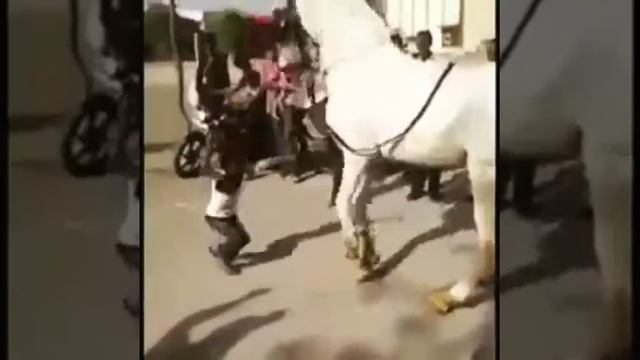 Лошадь танцует смотреть онлайн