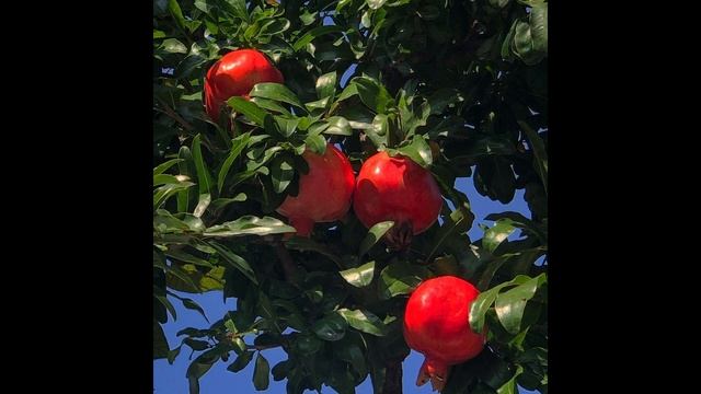 (free for profit) guitar + bedroom pop + indie type beat - apple tree смотреть онлайн