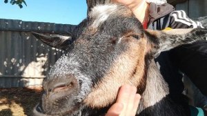 Коза высасывает молоко. Сезон охоты и мелочь пузатая