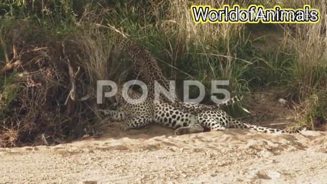 Needy female leopard spotted annoying her mate смотреть онлайн