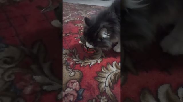 икра красная.лечение КОТЯРЫ , здоровым питанием. смотреть онлайн