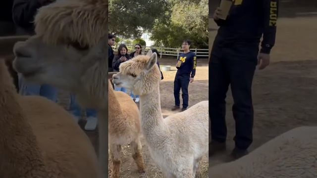 So cute смотреть онлайн