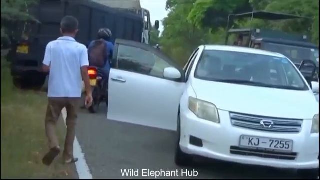 2024's Most Terrifying Wild Elephant Attack Caught On Camera - Watch As Elephant Attacks Car! смотреть онлайн