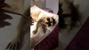 Енот Илюша завтракает