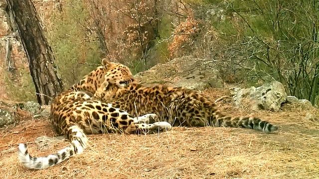 Молочное кормление котенка леопарда смотреть онлайн