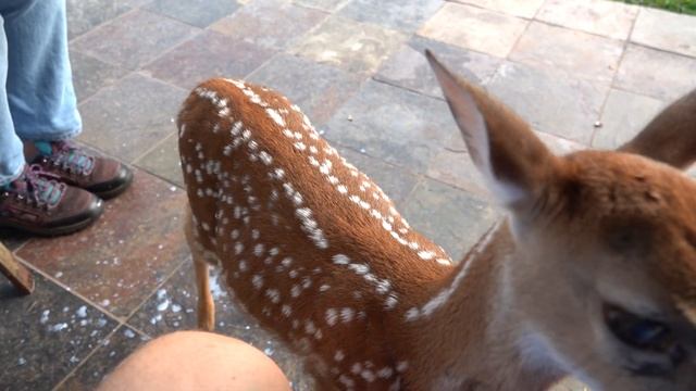 Bambi the Whitetail Deer Fawn comes back for breakfast (part 2) смотреть онлайн