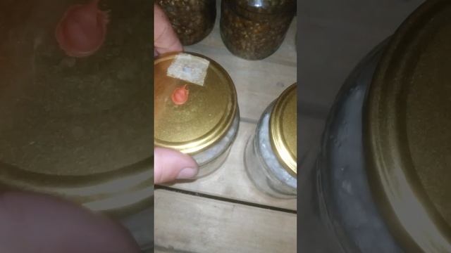 Выращиваю ежовик гребенчатый. смотреть онлайн