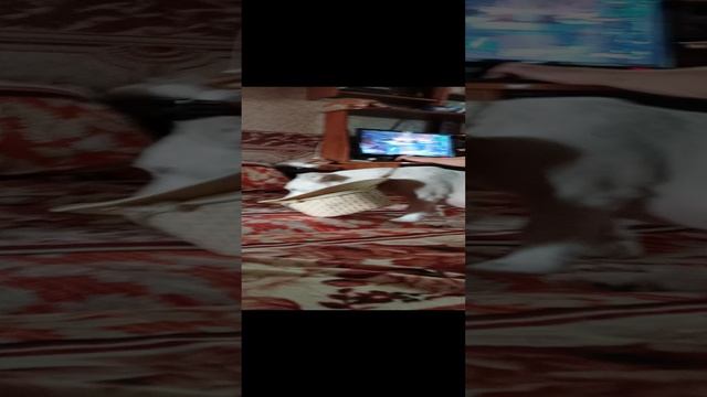 Дени,он же Дениска,Денёк,Денчик,Денча,Деня и т.д.