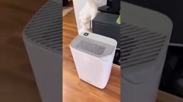 Review chân thực Máy hút ẩm Kangaroo KGDH20 смотреть онлайн