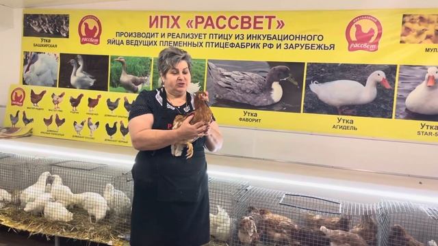 В продаже куры-несушки: Леггорн и Браун Ник смотреть онлайн