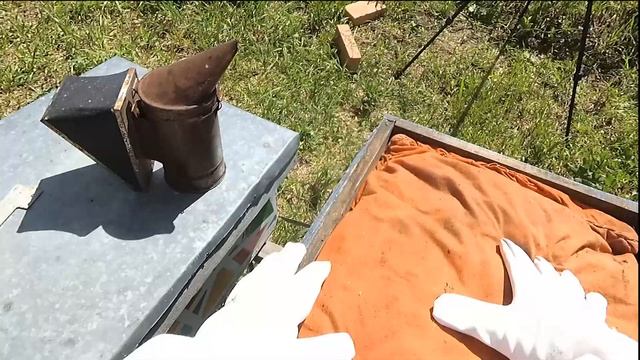 Что делать с "отводком" через неделю. Подставить вощину. (25 мая 2024) смотреть онлайн