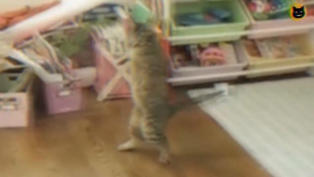 Catrix 'dodge this' bullet time ft. Matrix cats | meeowTV смотреть онлайн