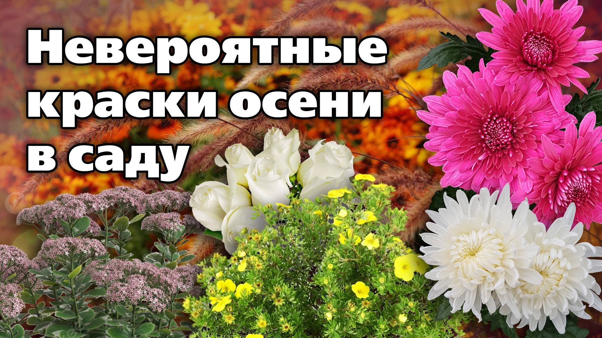 ТОП-13 осенних цветов. Сад засияет яркими красками смотреть онлайн