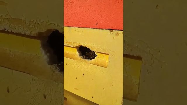 #ЯПчеловод Максим. Новгородская область. Несколько стационаров на 140+ семей. Карника и бакфаст. смотреть онлайн