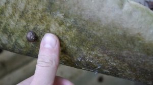 Размножение виноградных улиток на мини ферме.