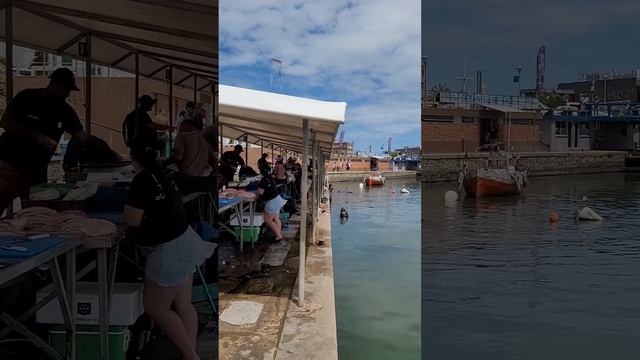 Морские котики Уругвая едят с рук! #uruguay #trader смотреть онлайн