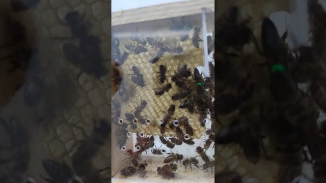 Карантин ИОшки смотреть онлайн