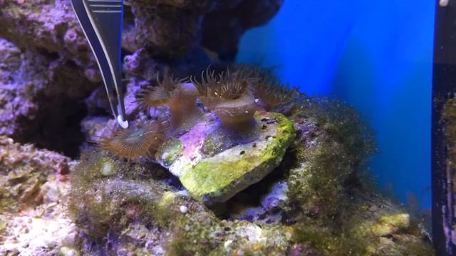 Политойя, время обеда. смотреть онлайн