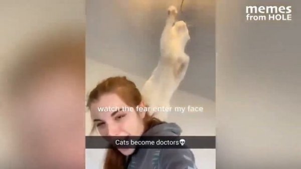 one laugh, one comment (memes from hole)