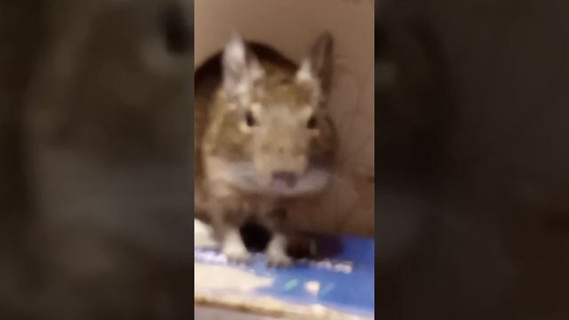 Ну как он вкусно ест 🐿️🐿️🐿️ смотреть онлайн