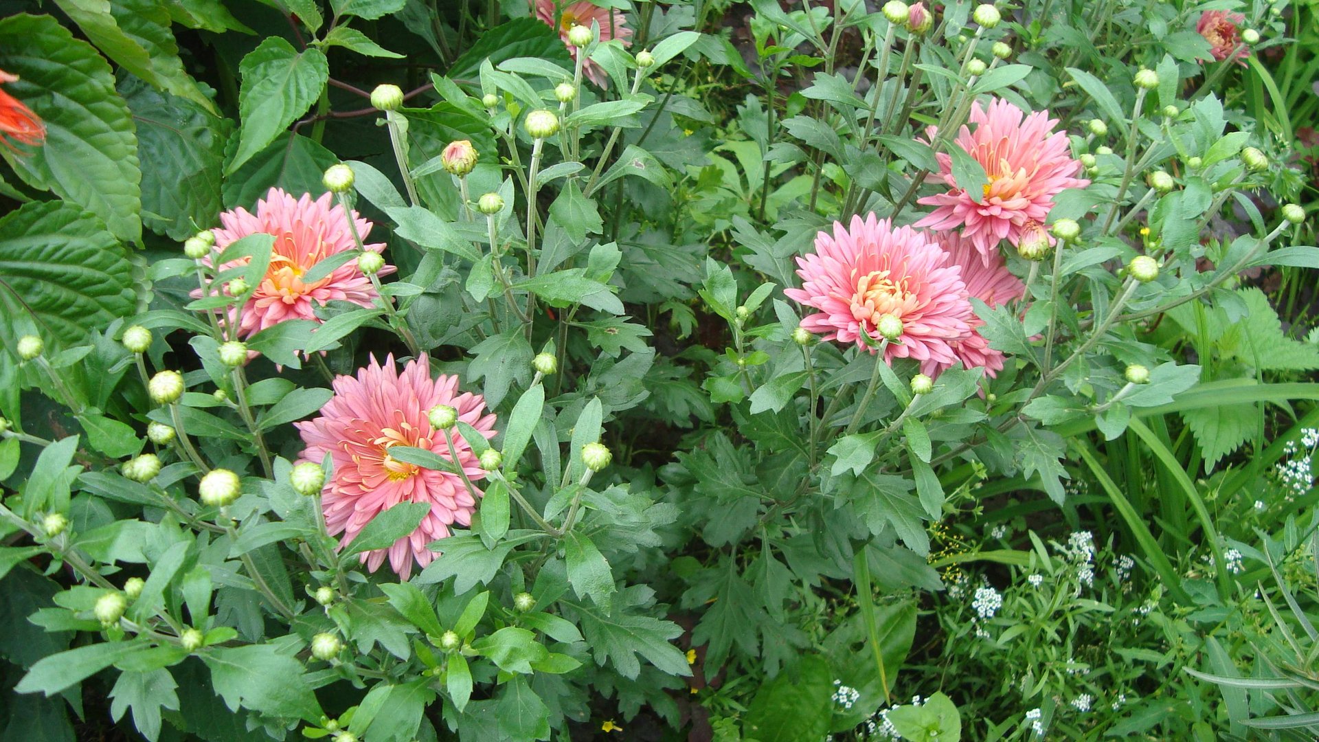 Дача. Из фото. 10 августа 2024 г