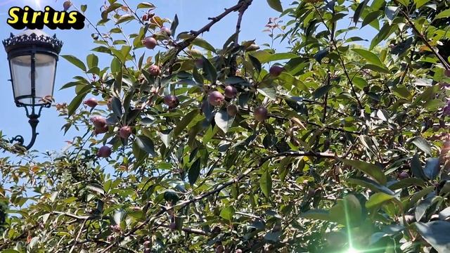 Как применить сильную энергетику лаврового листа смотреть онлайн