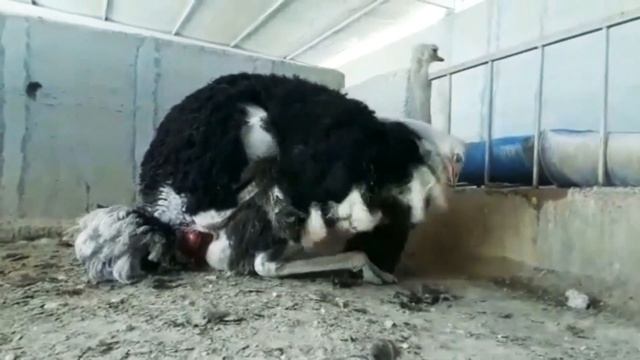 Successful Ostrich Mating। Animals Mating। Bird Mating। Animals Lover। Ostrich Mating Dance। #matin