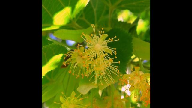 2020 Мгновения 5 Цветы и листья смотреть онлайн