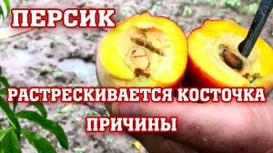 РАСТРЕСКИВАЕТСЯ КОСТОЧКА У ПЕРСИКА /Почему и что делать ?